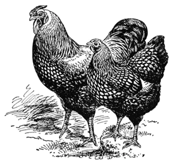 Fried Chicken