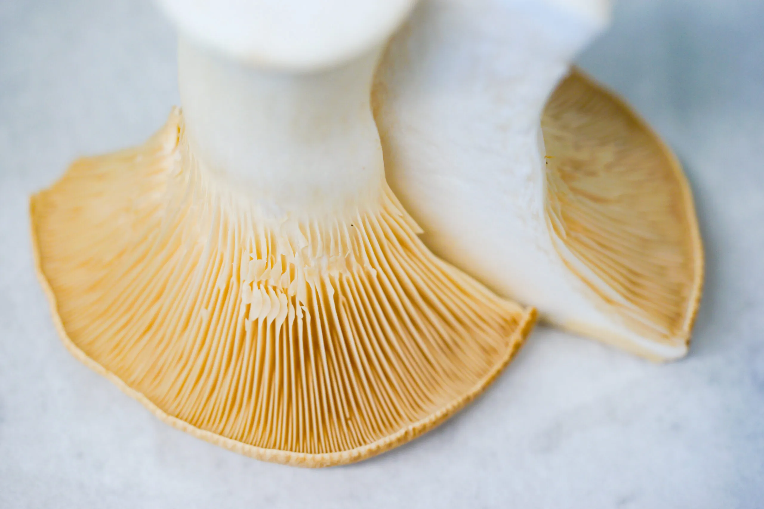 King Oyster