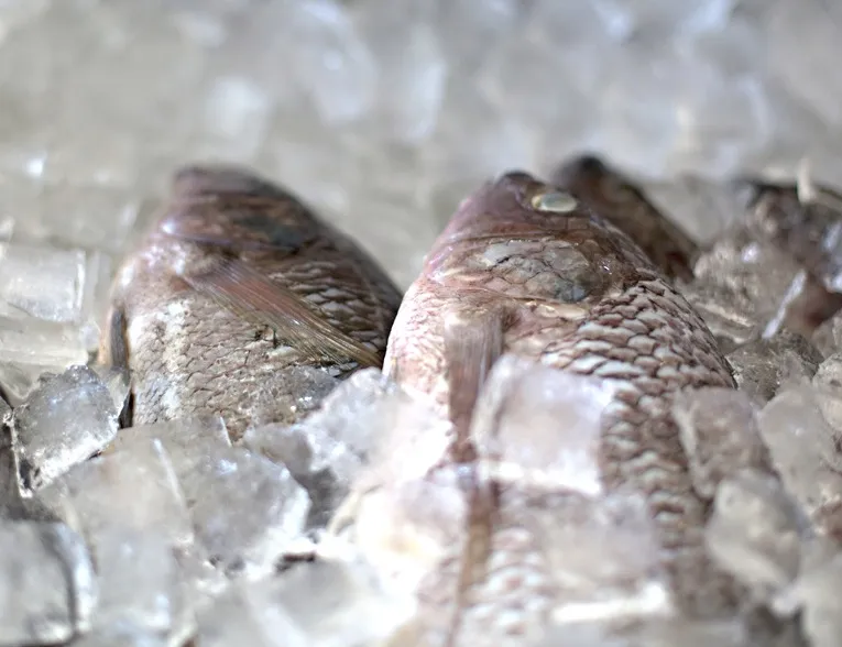 Seabass